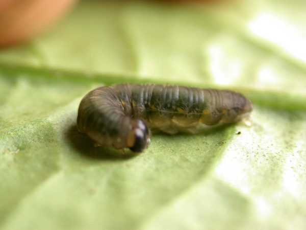 Ithomia avella 5th instar, KRW-249