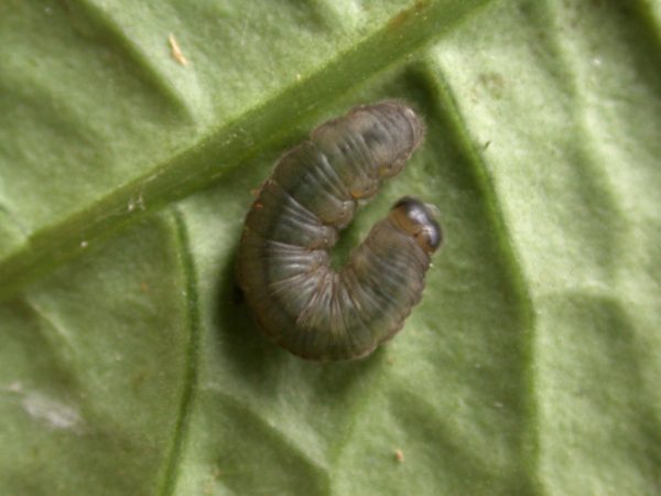 Ithomia avella 5th instar, KRW-249