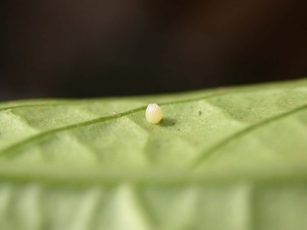 Ithomia avella egg, KRW-249