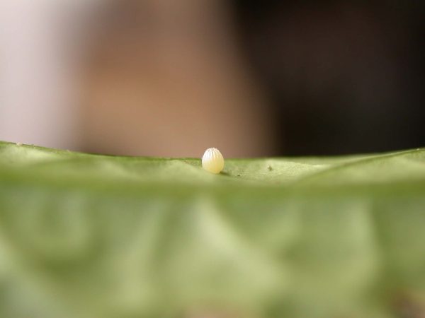 Ithomia avella egg, KRW-249