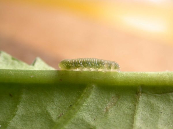 Ithomia lagusa 2nd instar, KRW-248