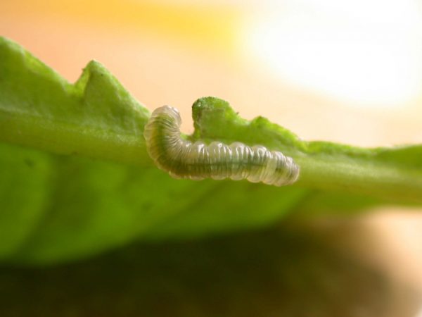 Ithomia lagusa 2nd instar, KRW-248