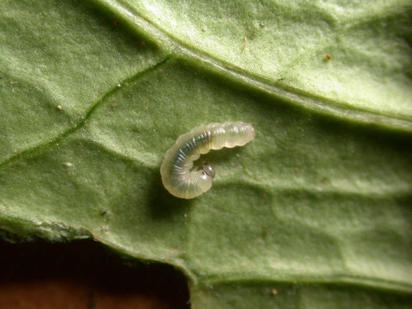 Ithomia lagusa 3rd instar, KRW-196