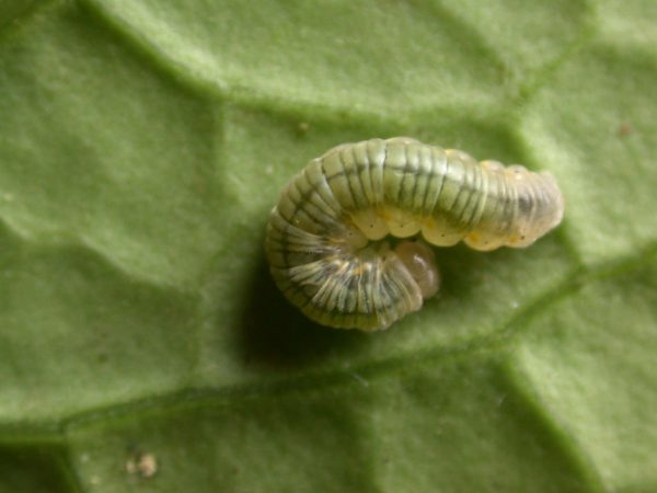 Ithomia lagusa 4th instar, KRW-196