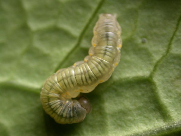 Ithomia lagusa 4th instar, KRW-234