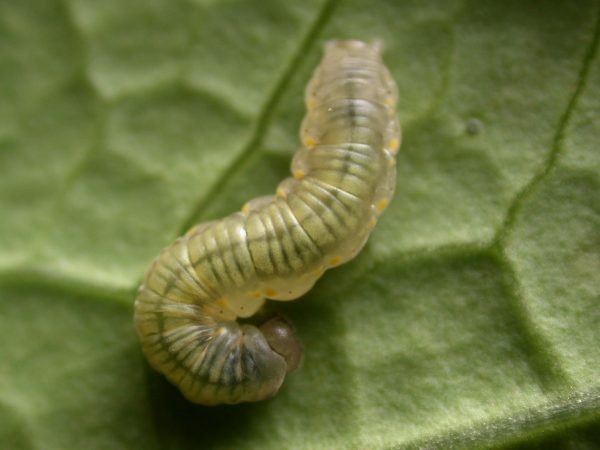 Ithomia lagusa 4th instar, KRW-234