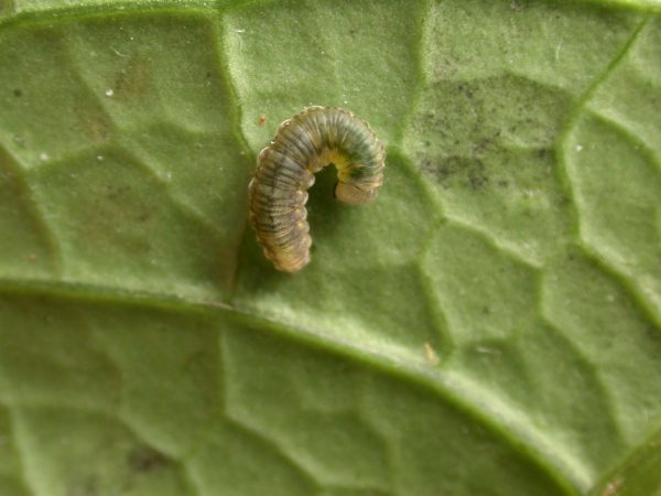 Ithomia lagusa 4th instar, KRW-248