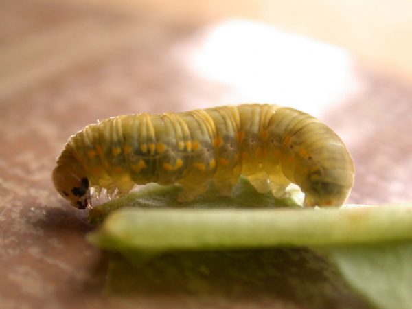 Ithomia lagusa 5th instar, KRW-234