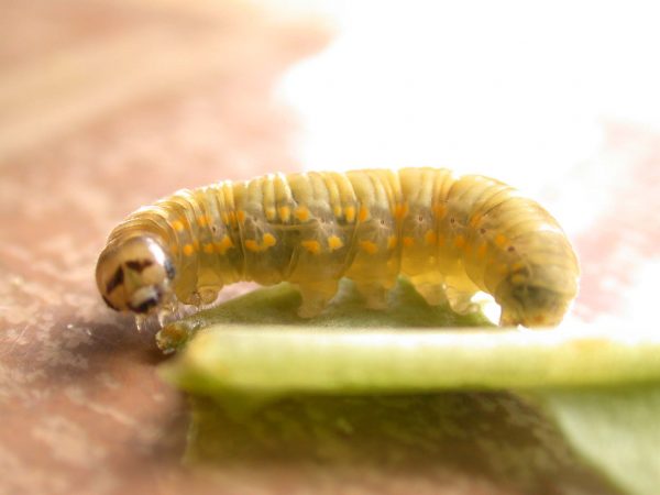 Ithomia lagusa 5th instar, KRW-234