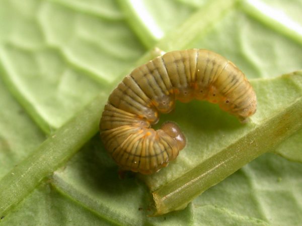 Ithomia lagusa 5th instar, KRW-234