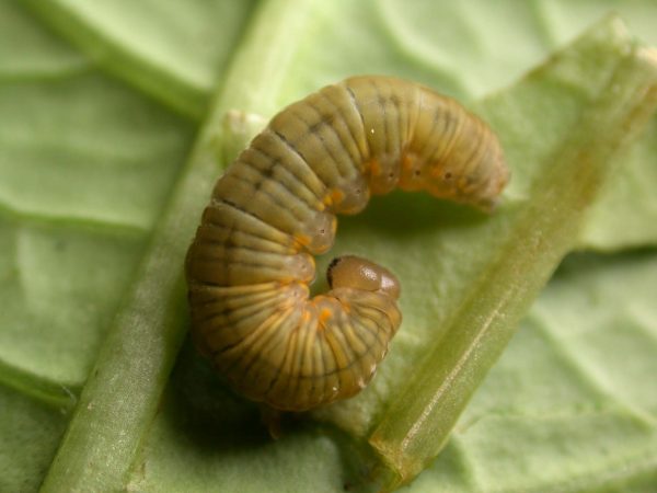 Ithomia lagusa 5th instar, KRW-234