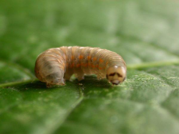 Ithomia lagusa 5th instar, KRW-234