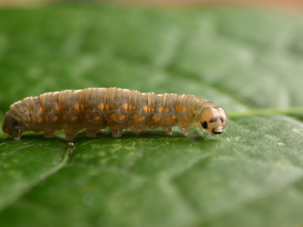 Ithomia lagusa 5th instar, KRW-234