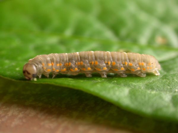Ithomia lagusa 5th instar, KRW-234