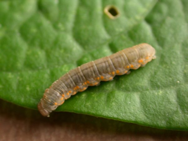 Ithomia lagusa 5th instar, KRW-234
