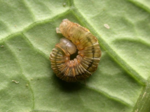 Ithomia lagusa 5th instar, KRW-235