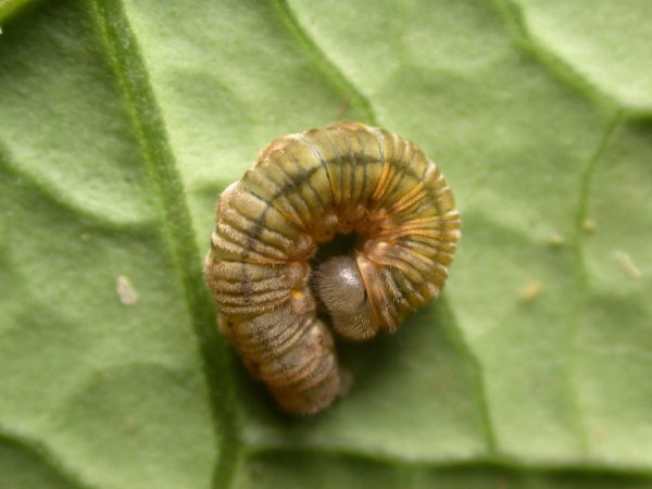 Ithomia lagusa 5th instar, KRW-235