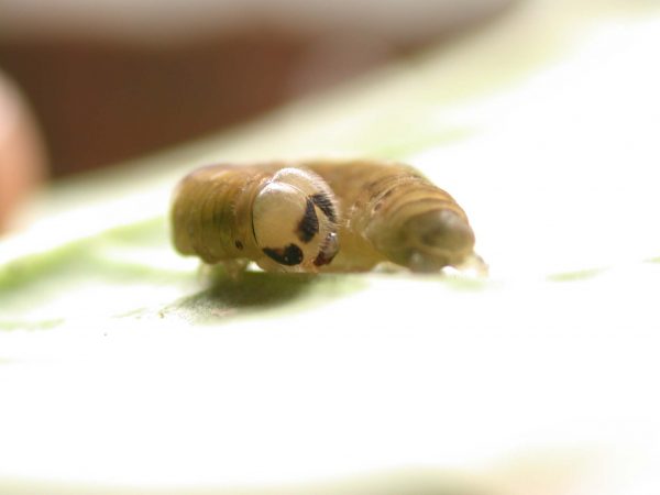Ithomia lagusa 5th instar, KRW-235