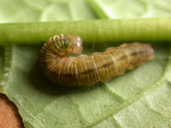 Ithomia lagusa 5th instar, KRW-235