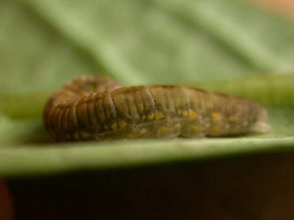 Ithomia lagusa 5th instar, KRW-235