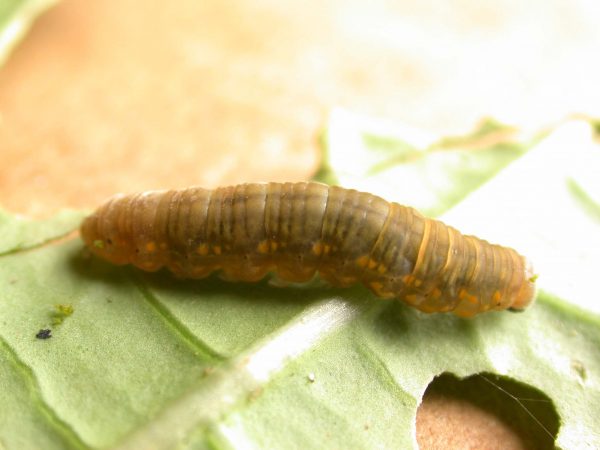 Ithomia lagusa 5th instar, KRW-235
