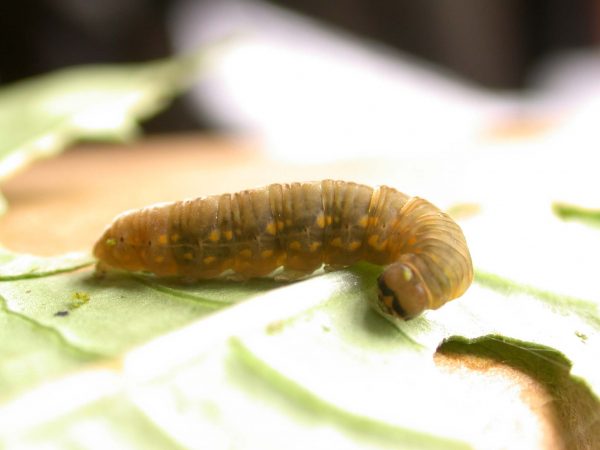 Ithomia lagusa 5th instar, KRW-235