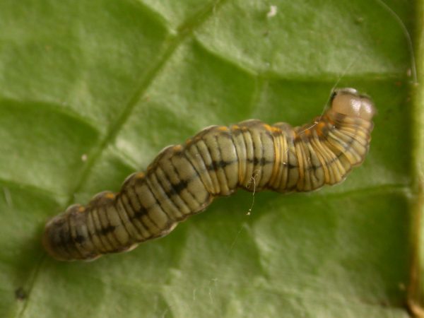 Ithomia lagusa 5th instar, KRW-248