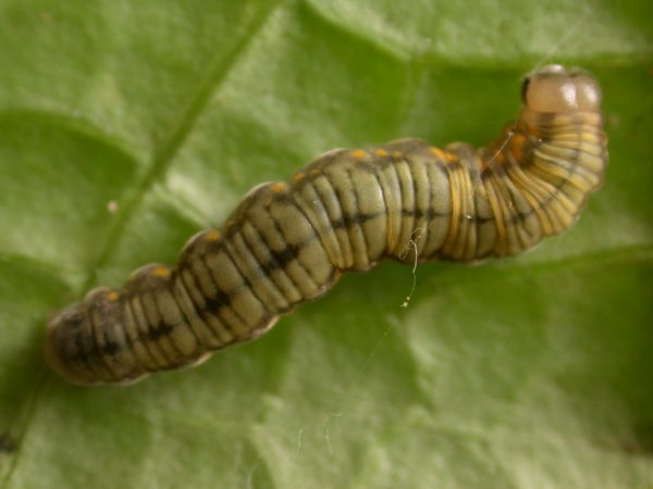 Ithomia lagusa 5th instar, KRW-248