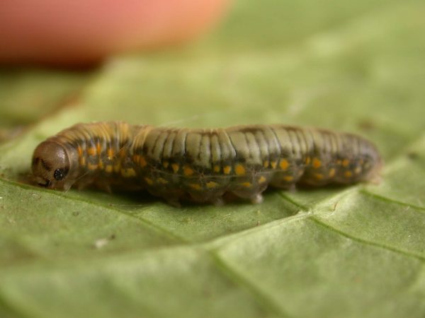Ithomia lagusa 5th instar, KRW-248