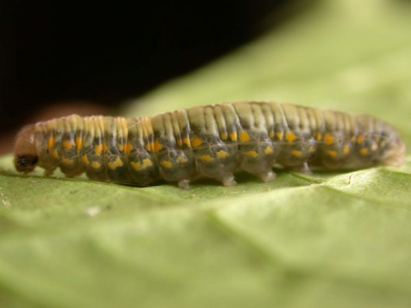 Ithomia lagusa 5th instar, KRW-248