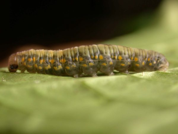 Ithomia lagusa 5th instar, KRW-248