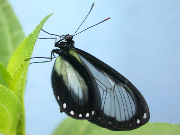 Ithomia lagusa adult, KRW-234