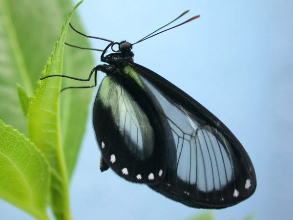 Ithomia lagusa adult, KRW-234