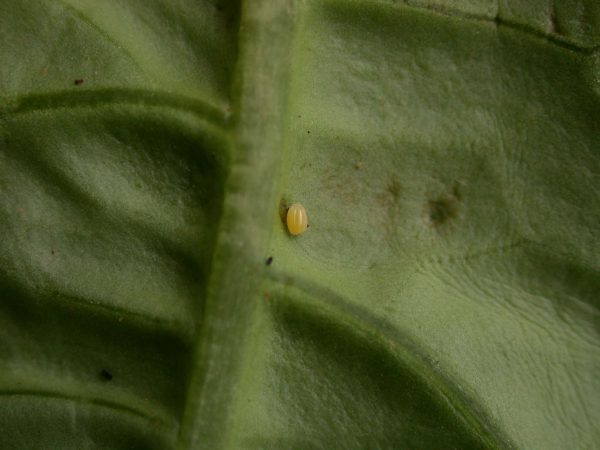 Ithomia lagusa egg, KRW-196