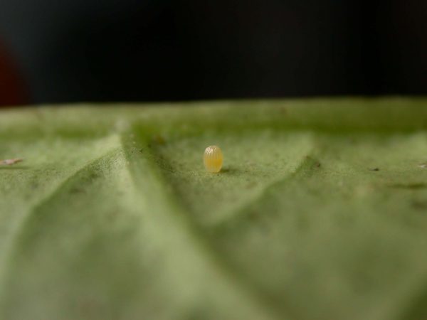 Ithomia lagusa egg, KRW-196