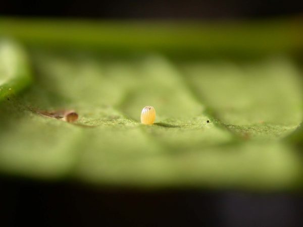 Ithomia lagusa egg, KRW-248
