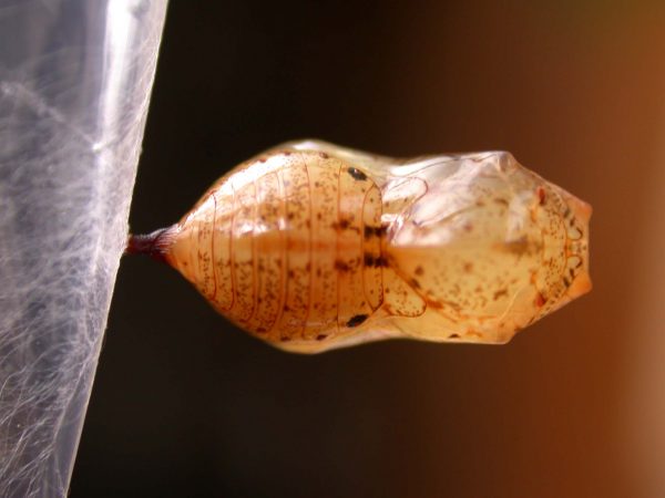 Ithomia lagusa pupa dorsal, KRW-196