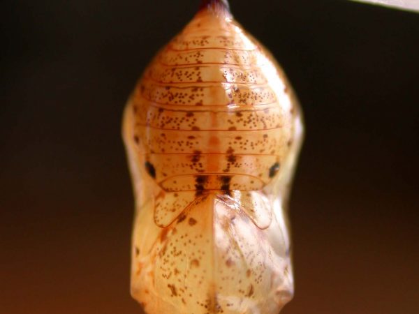 Ithomia lagusa pupa dorsal, KRW-196