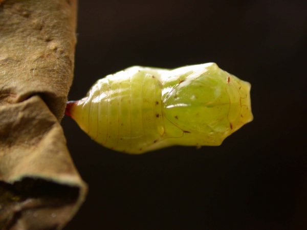 Ithomia lagusa pupa dorsal, KRW-234