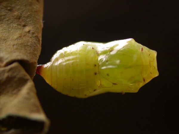 Ithomia lagusa pupa dorsal, KRW-234