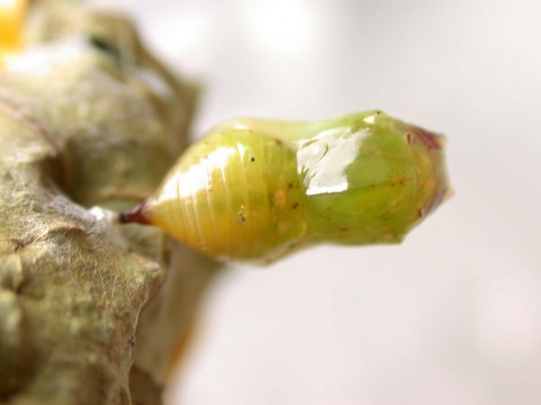 Ithomia lagusa pupa dorsal, KRW-248
