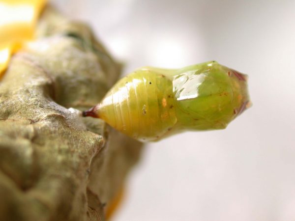 Ithomia lagusa pupa dorsal, KRW-248
