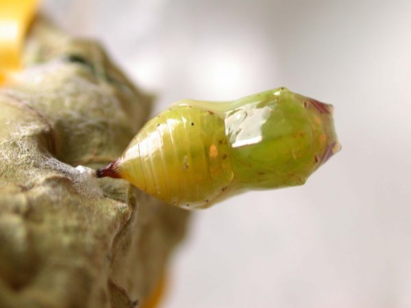 Ithomia lagusa pupa dorsal, KRW-248