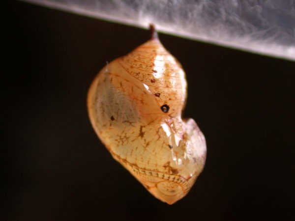 Ithomia lagusa pupa lateral, KRW-196