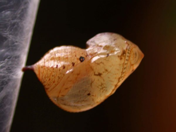 Ithomia lagusa pupa lateral, KRW-196