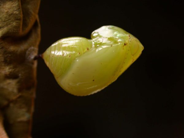 Ithomia lagusa pupa lateral, KRW-234