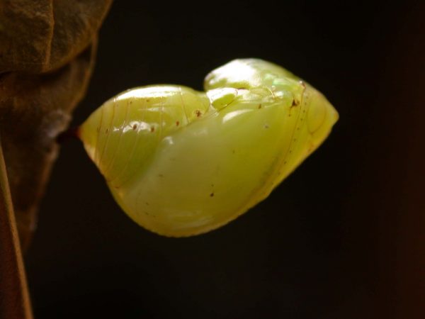 Ithomia lagusa pupa lateral, KRW-234