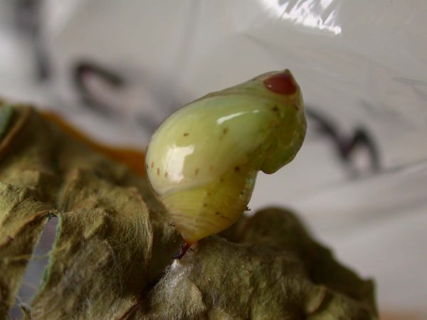 Ithomia lagusa pupa lateral, KRW-248