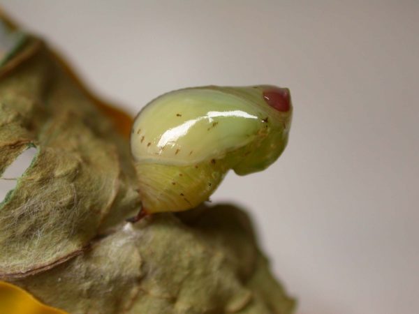Ithomia lagusa pupa lateral, KRW-248