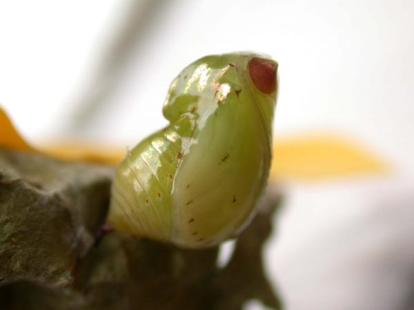 Ithomia lagusa pupa lateral, KRW-248